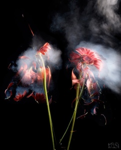 Liquid Nitrogen Flowers Photo Credit: kasi metcalfe